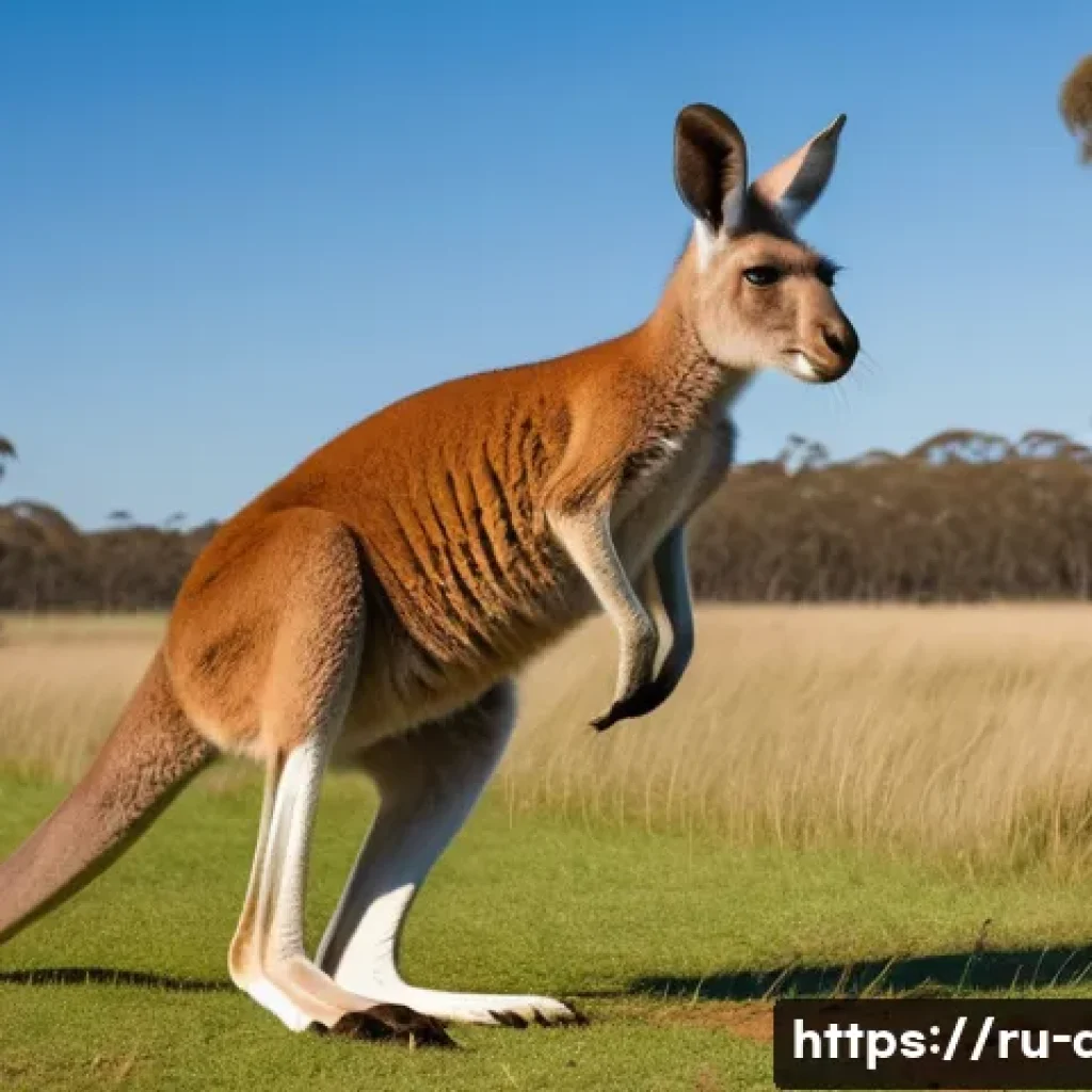 호주 독특한 동물과 주의해야 할 점 - A powerful adult kangaroo in mid-leap across a wide open Australian grassland under a bright blue sk...