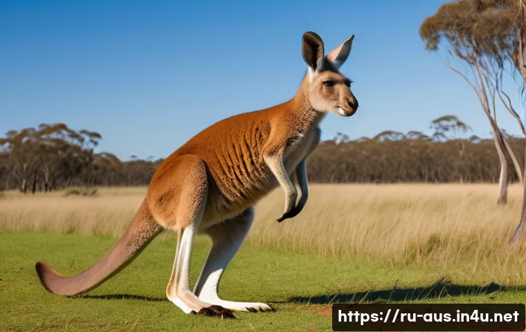 호주 독특한 동물과 주의해야 할 점 - A powerful adult kangaroo in mid-leap across a wide open Australian grassland under a bright blue sk...
